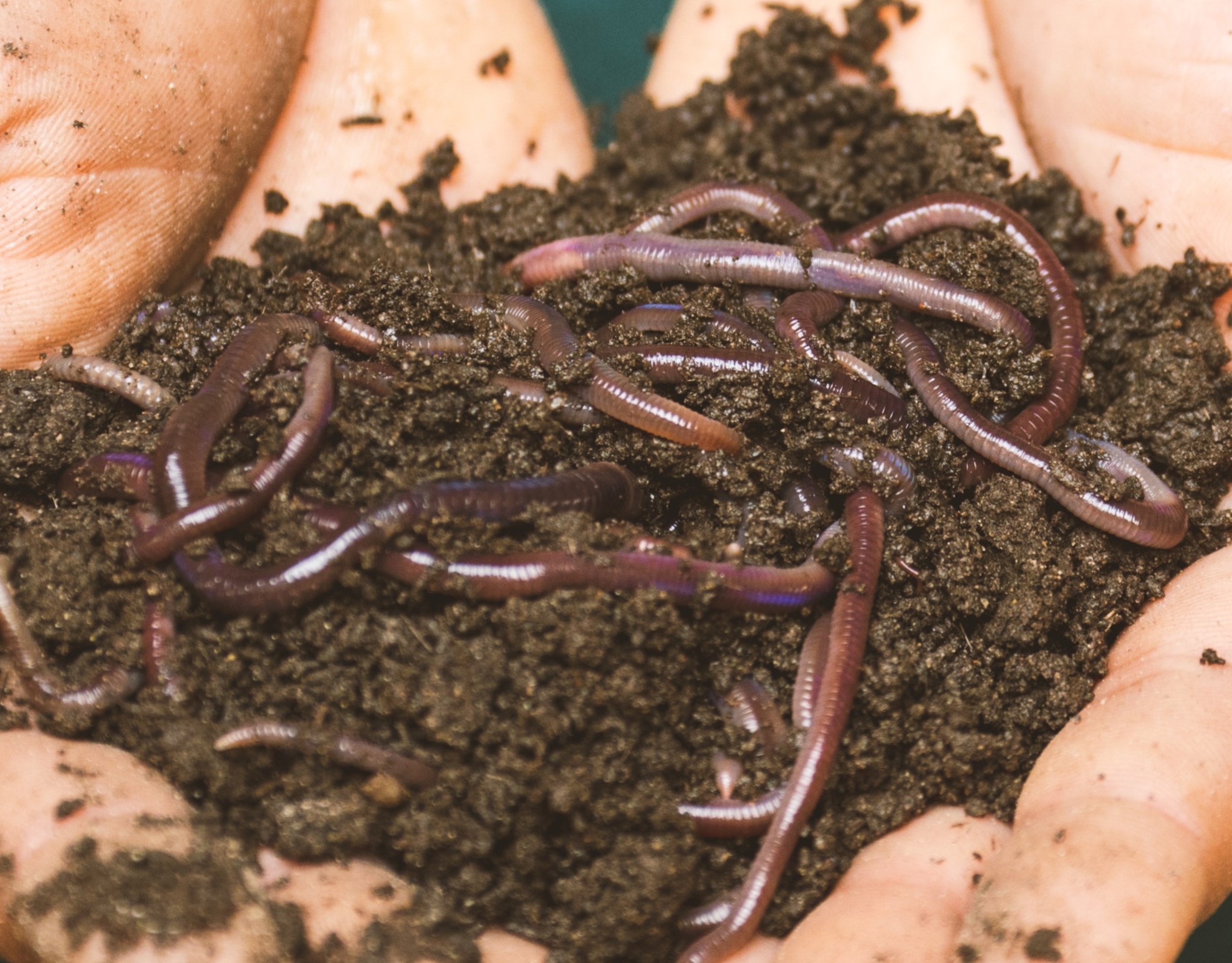 Photo of worms.