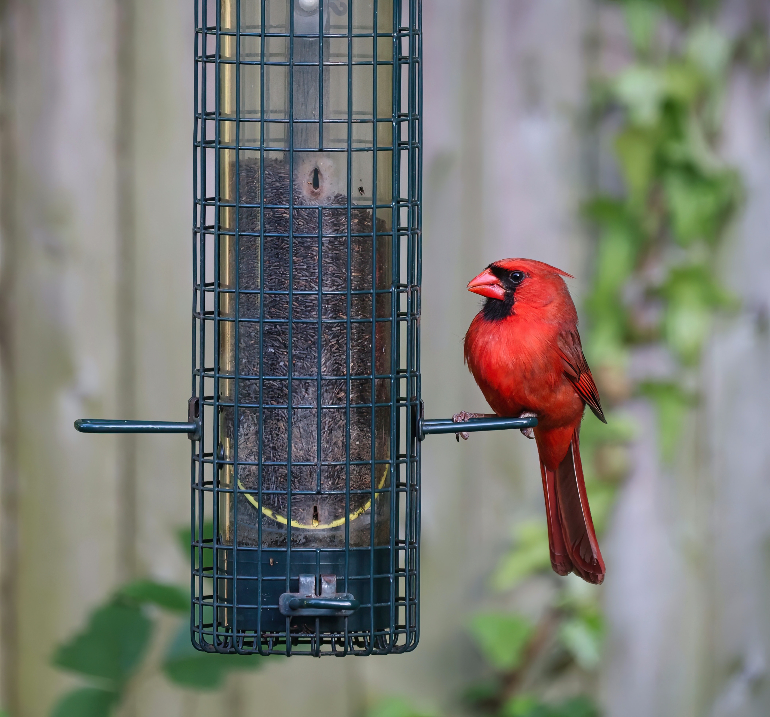 Cardinal on feeder