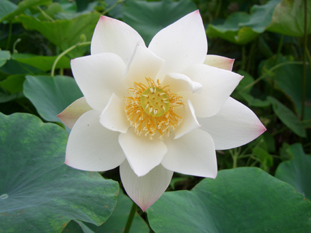 lotus rice paper – Minnesota Water Garden Society