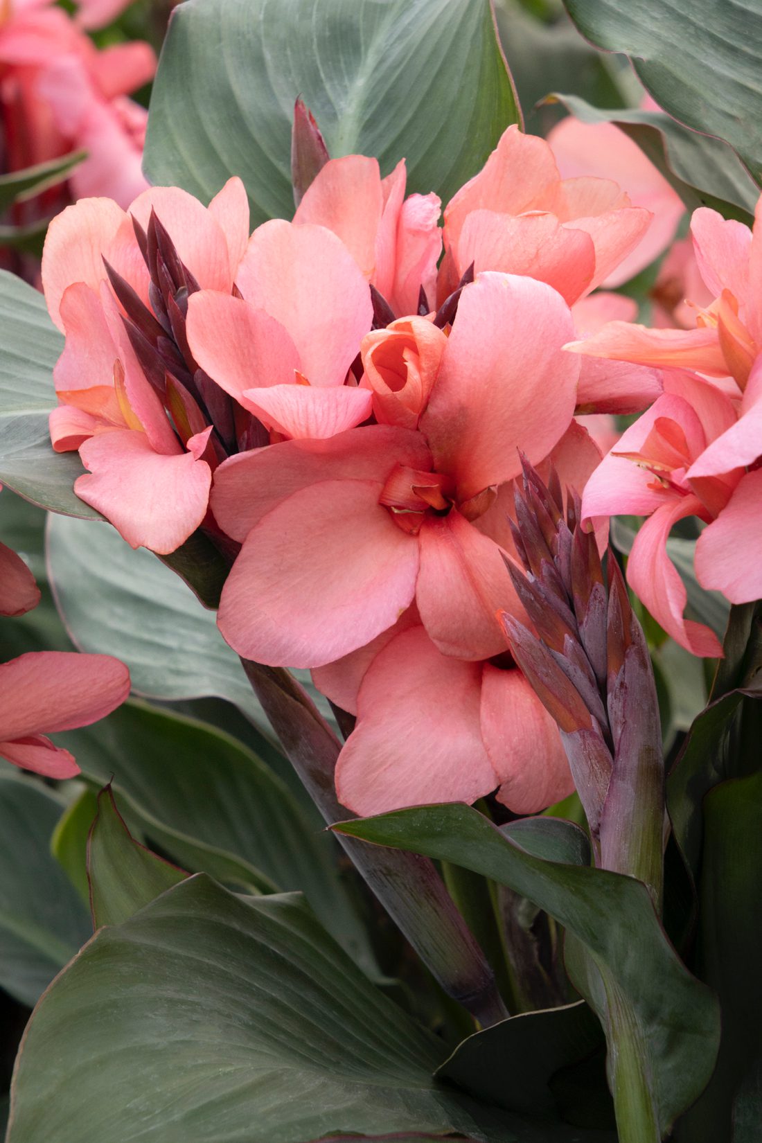 tropical Canna Mango Cannova – Minnesota Water Garden Society