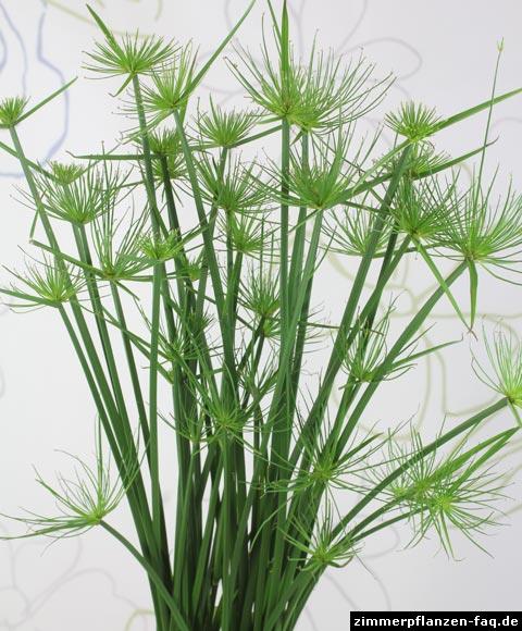 cyperus dwarf papyrus cyperus dwarf papyrus