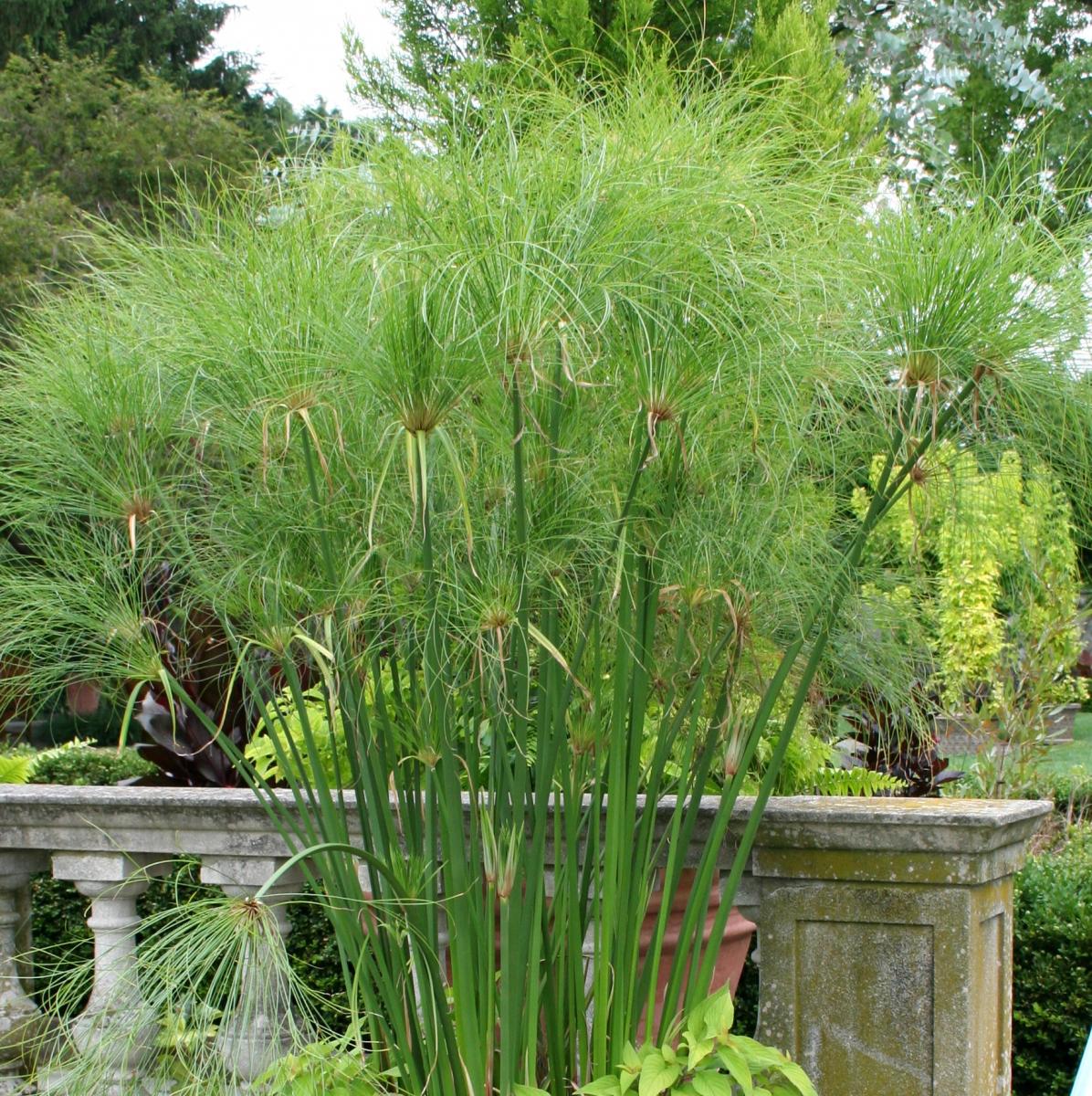 king tut papyrus plants for sale